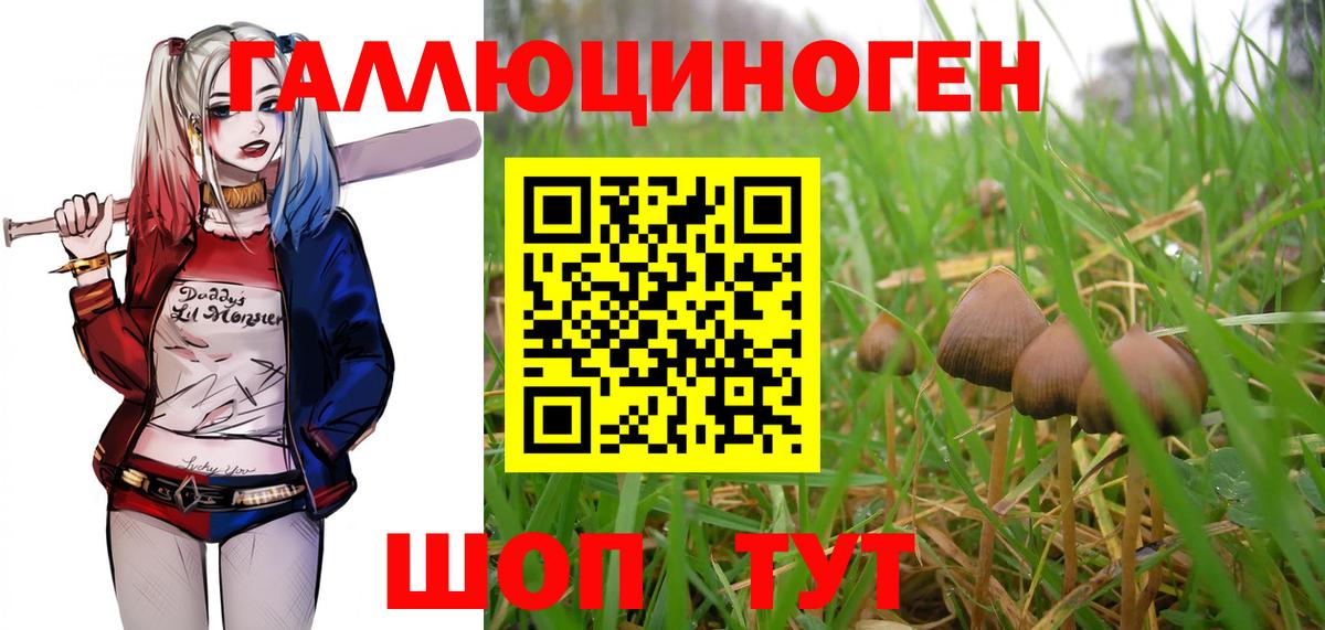 Владивосток  Галлюциногенные грибы Psilocybe  Вход с VPN 